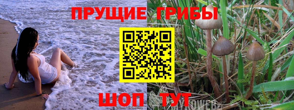 Галлюциногенные грибы Psilocybe  Вход с VPN  Псилоцибиновые грибы прущие грибы  Тимашёвск 